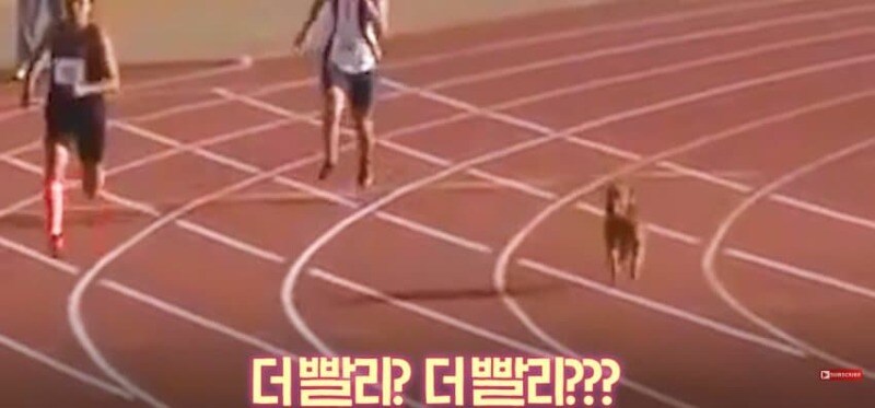 경기장 난입한 강아지_11.jpg