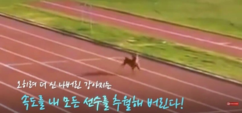 경기장 난입한 강아지_12.jpg