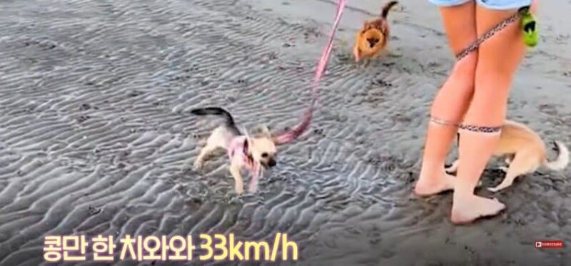 경기장 난입한 강아지_16.jpg