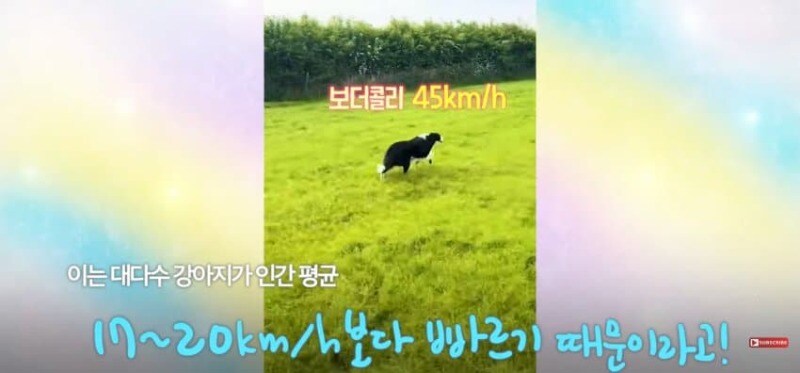 경기장 난입한 강아지_18.jpg