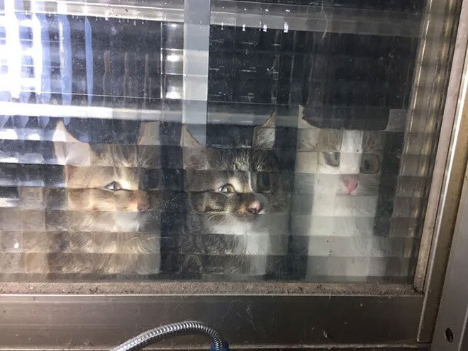 네모 네모 고먐미_5.jpg