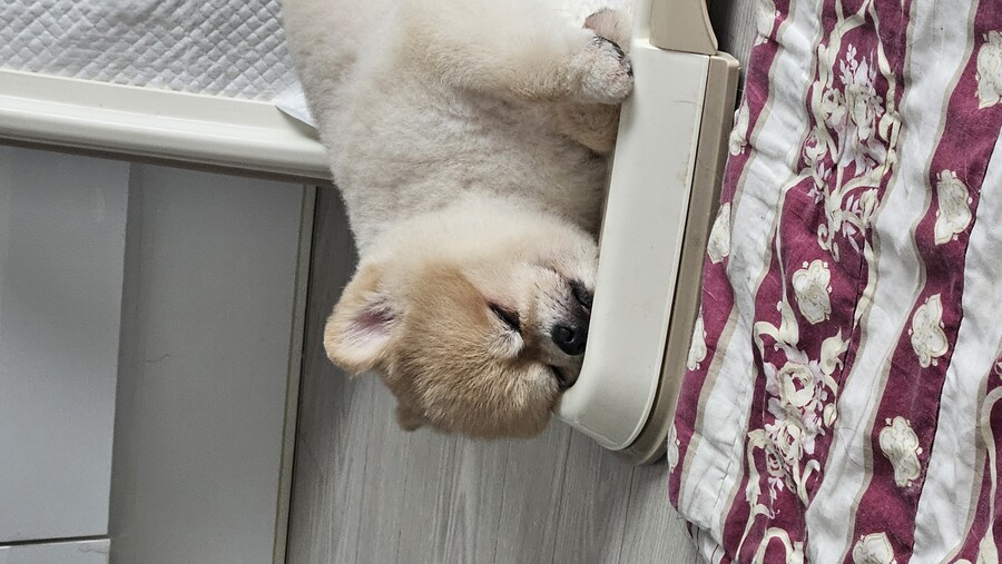 강아지나 보고 가라_5.jpg