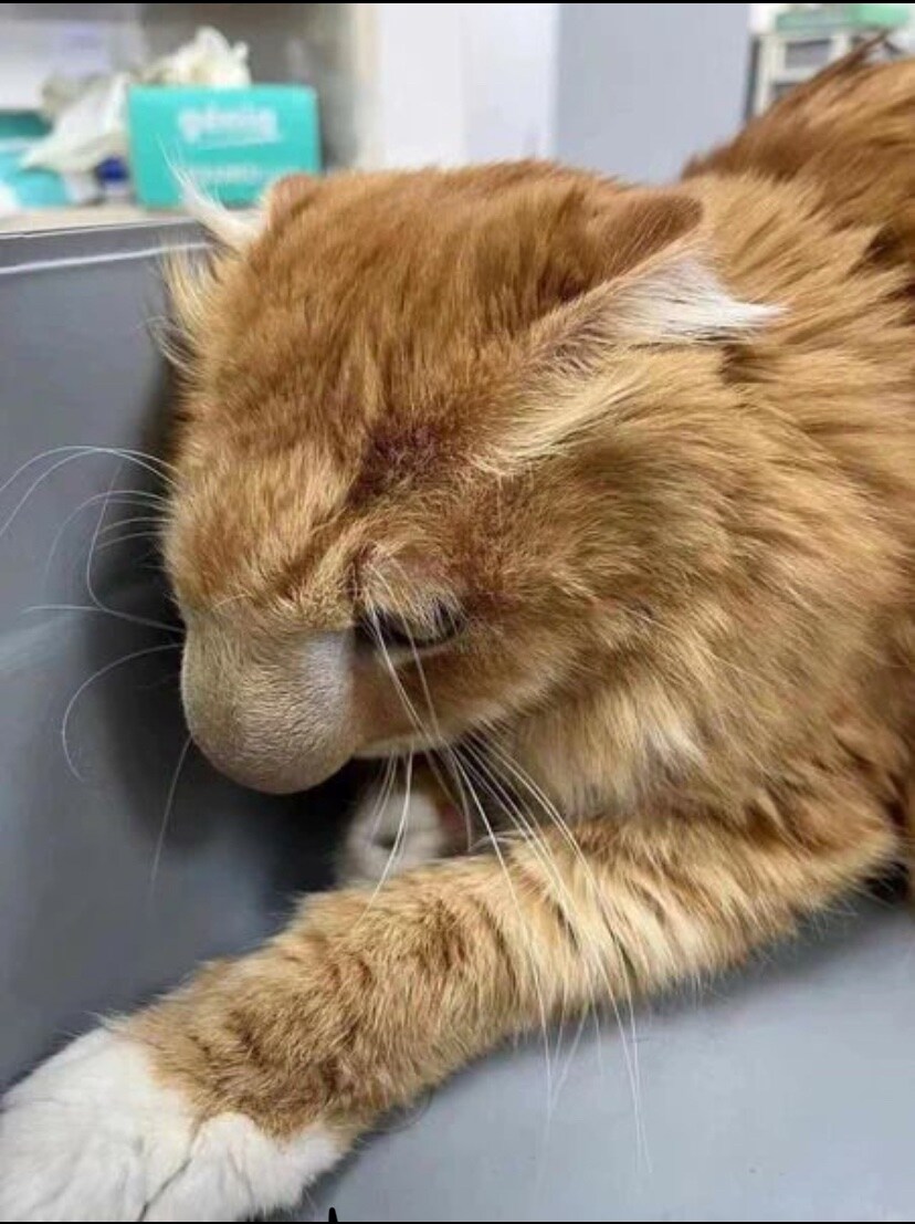 코가 굉장한 고양이_2.jpg