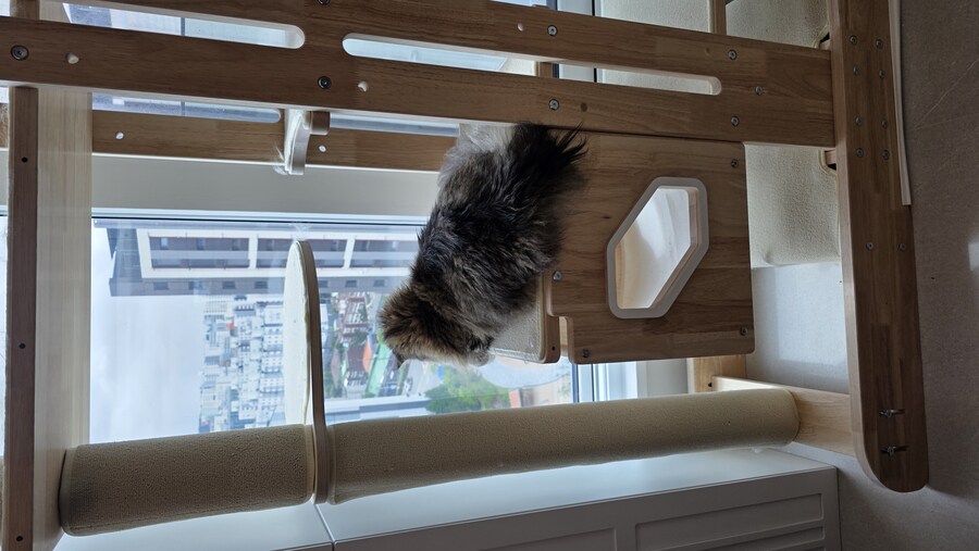 고양이 키우면 위험한 이유_2.jpg