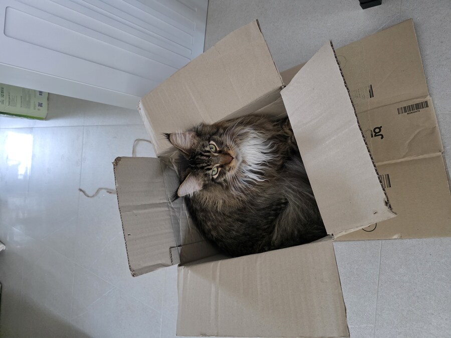 고양이 키우면 위험한 이유_4.jpg