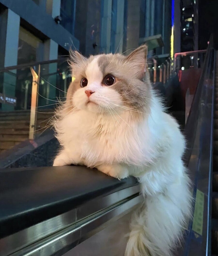 백인들 완전 부럽다_1.jpg