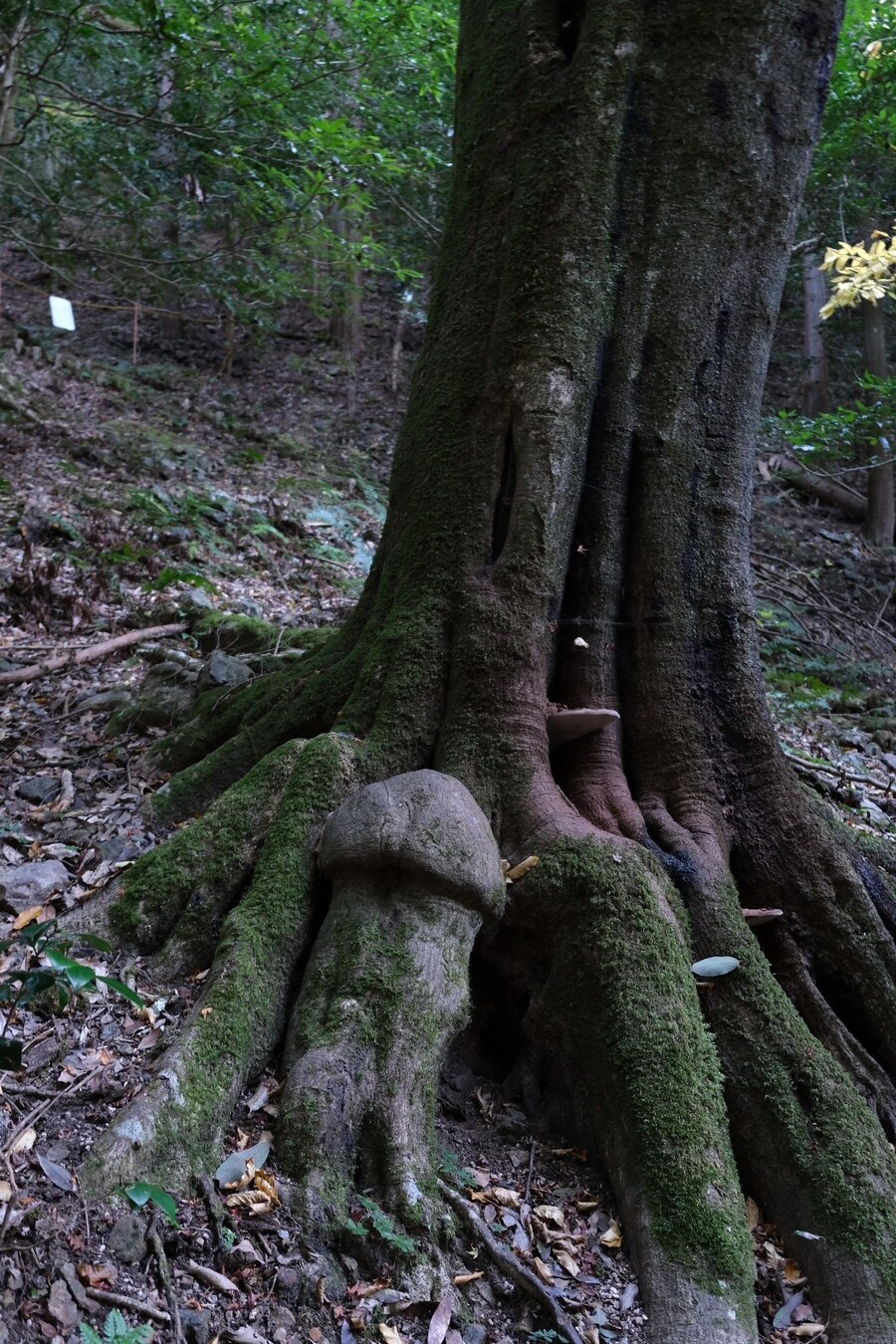 자신의 구멍을보고 발기한 후타나리 나무_1.jpg