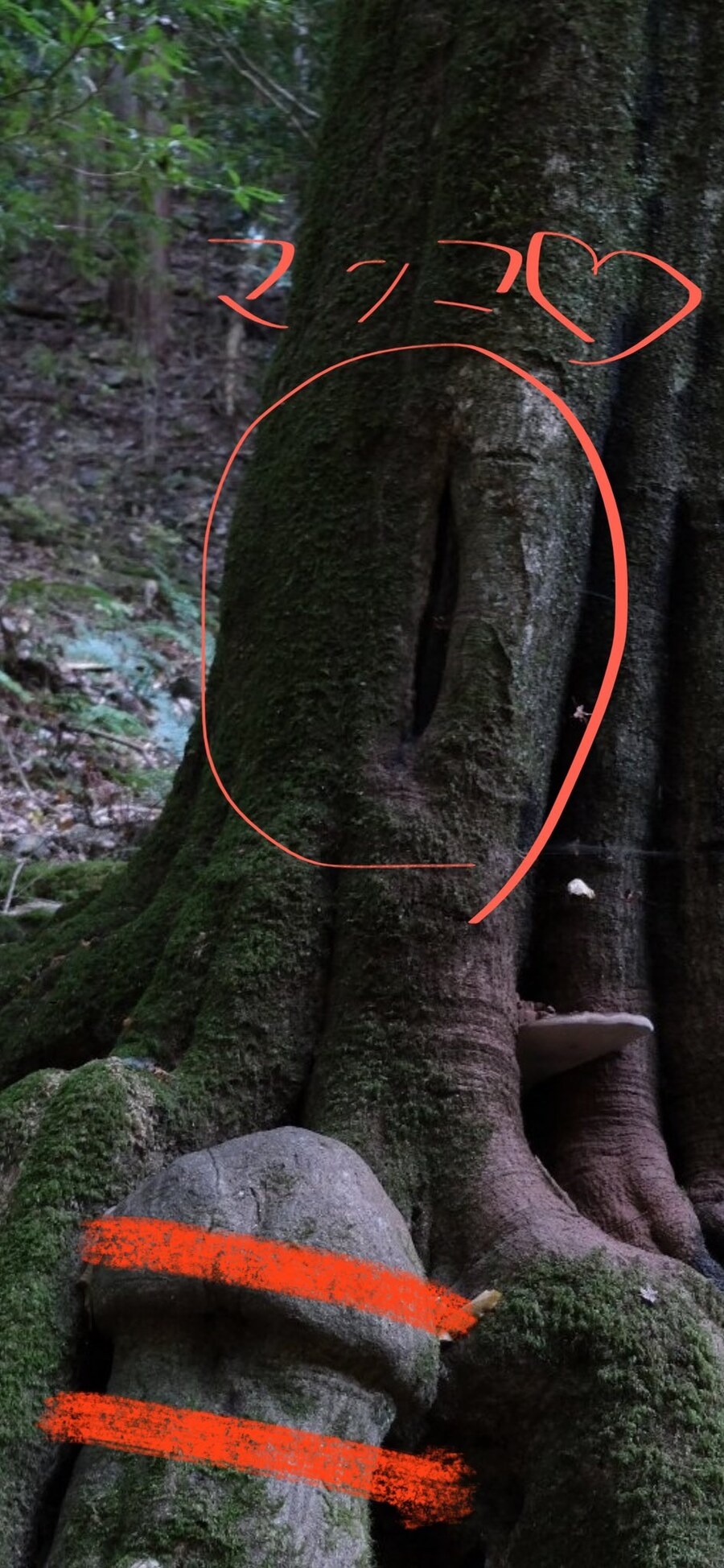 자신의 구멍을보고 발기한 후타나리 나무_3.jpg
