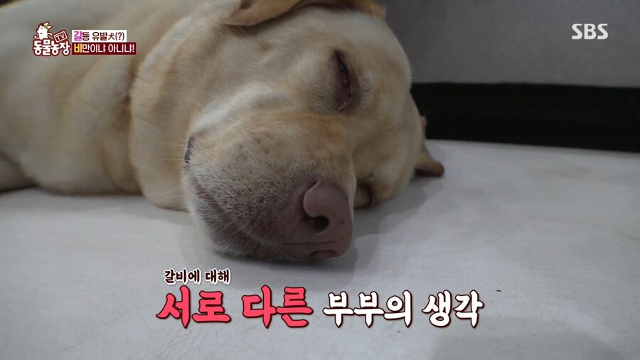 자기개 비만 아니라고 우기는 여주인..._8.png