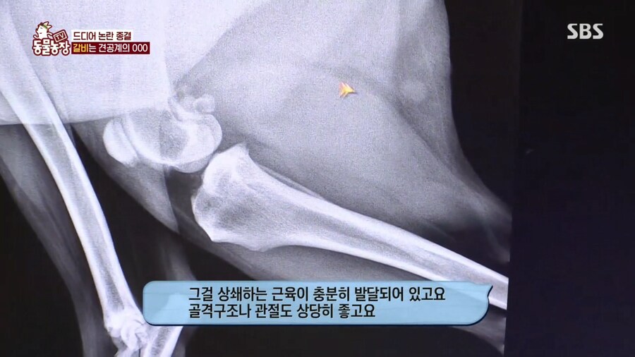 자기개 비만 아니라고 우기는 여주인..._13.png