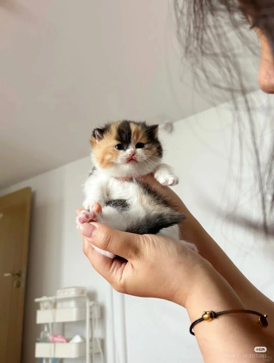 삼색 고양이: 힝...높아서 무서워... 🐈_1.jpg
