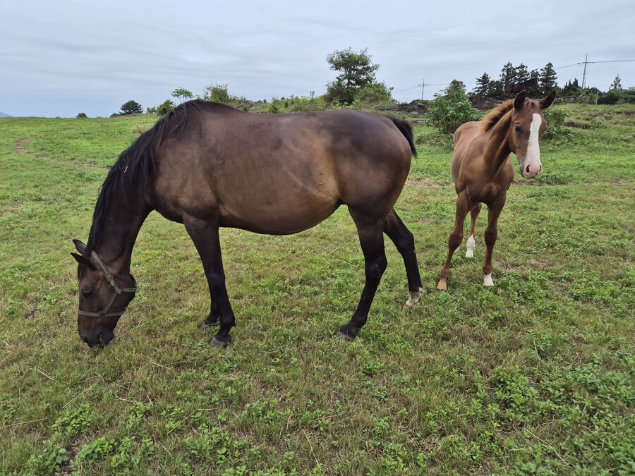 말딸 혈통 : 한섭 2부 스토리 돌입 기념_1.jpg