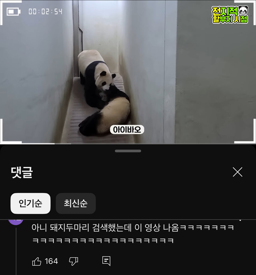 푸바오 영상 특_1.jpg