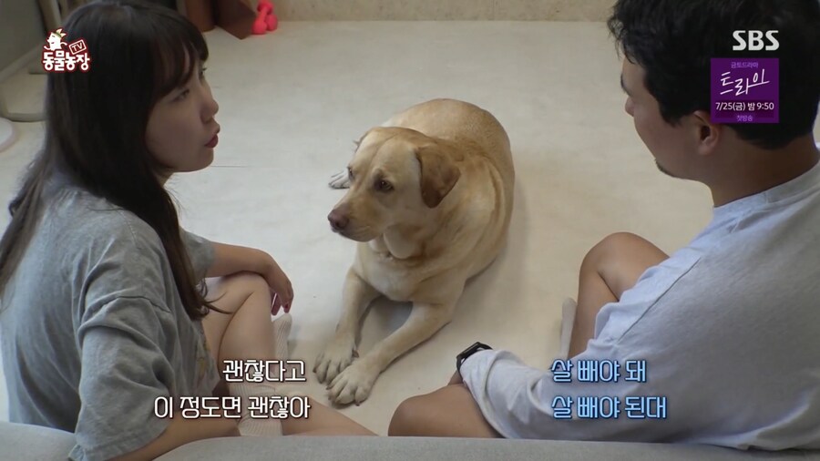 반려견 돼지 만들어 놓고 비만 아니라고 우기는 여자_8.png