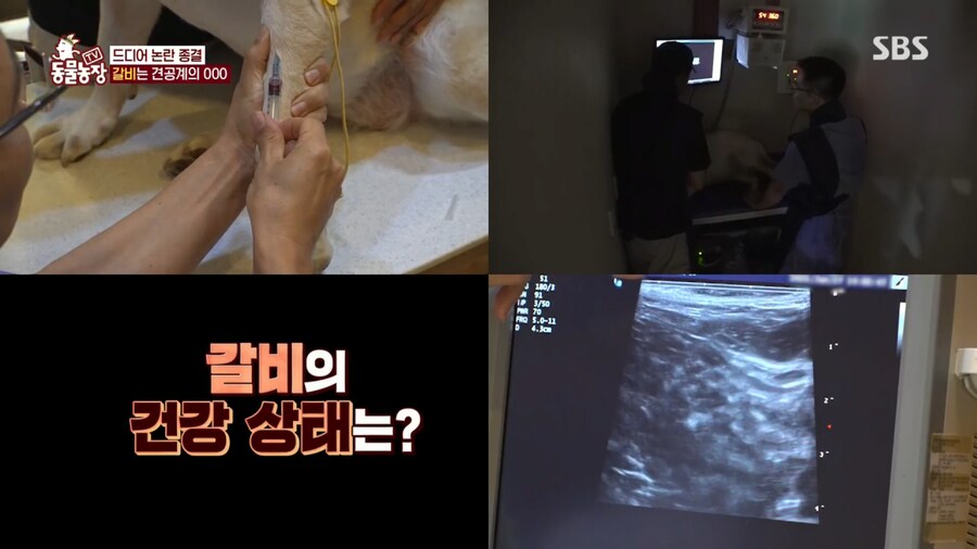 반려견 돼지 만들어 놓고 비만 아니라고 우기는 여자_10.png