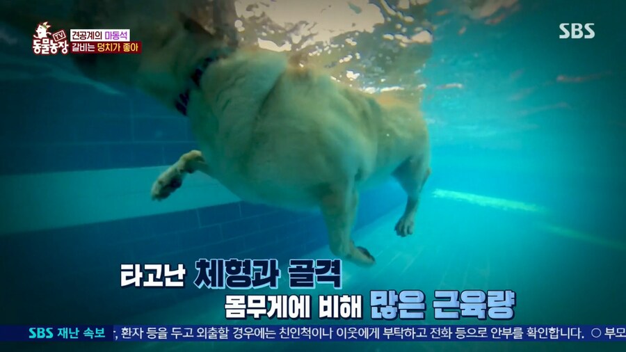 반려견 돼지 만들어 놓고 비만 아니라고 우기는 여자_17.png