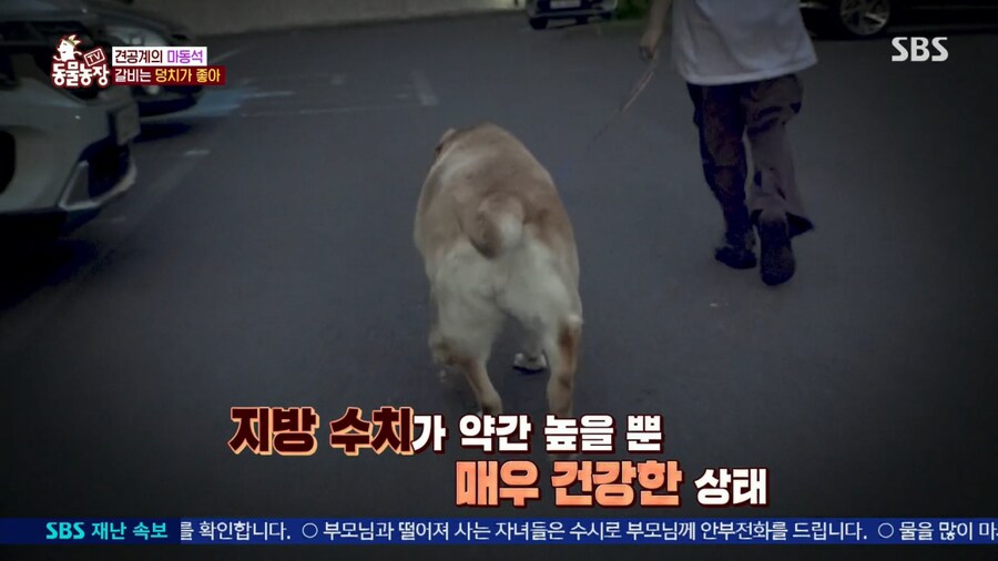 반려견 돼지 만들어 놓고 비만 아니라고 우기는 여자_18.png