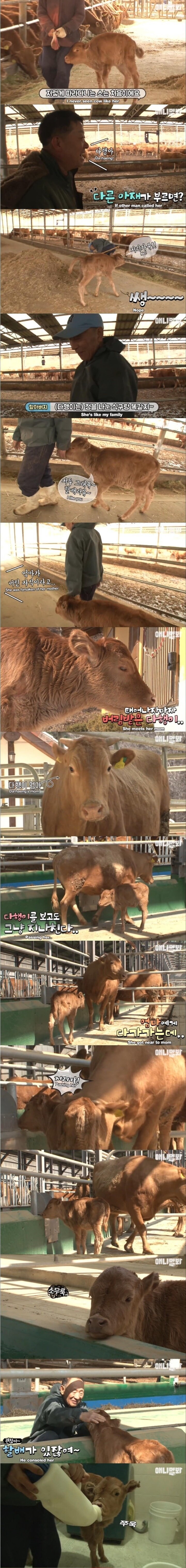 할아버지가 지극정성으로 키우던 송아지 근황_1.jpg