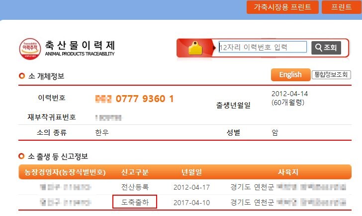 할아버지가 지극정성으로 키우던 송아지 근황_5.jpg