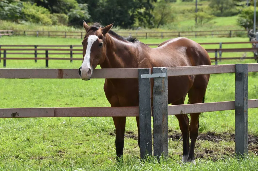 말딸 게임에서와 달리 원본마는 근성 그 자체인 말_3.webp