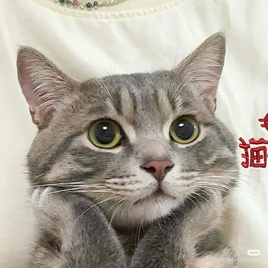 고양이: 난 정말 귀여워 🐈_1.jpg