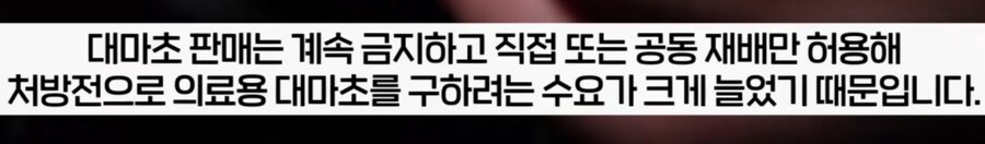 대마초 합법화한 독일 근황._11.png