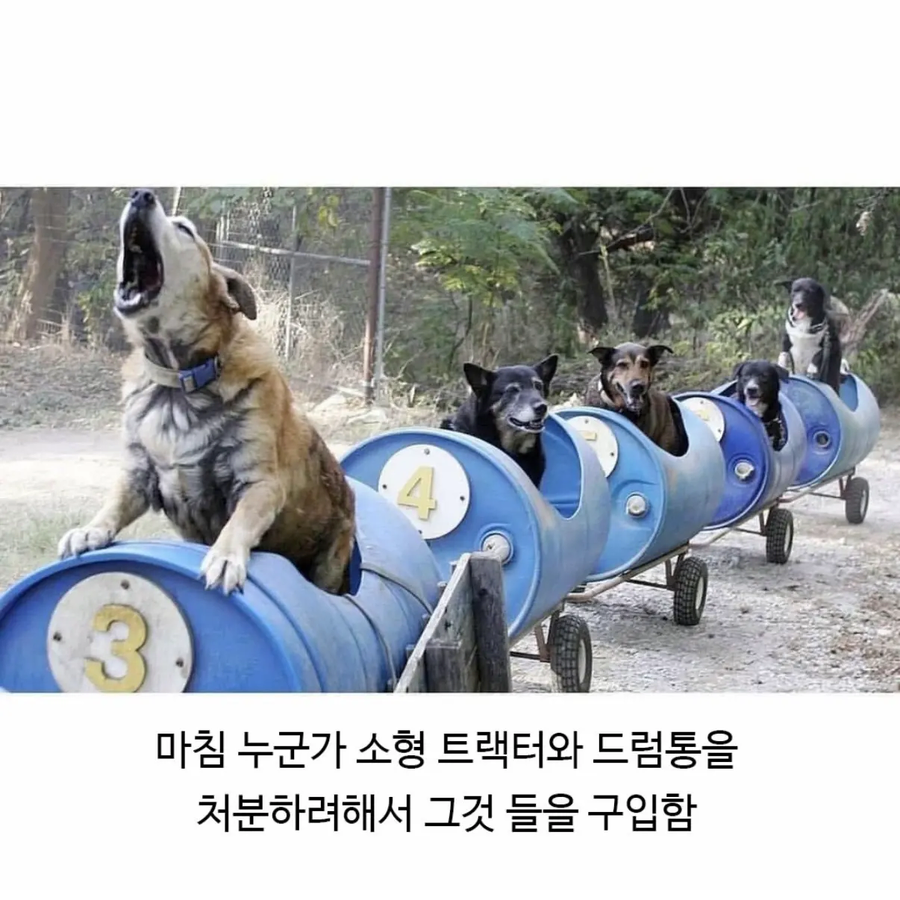 80세 할아버지가 산책하는법_4.webp
