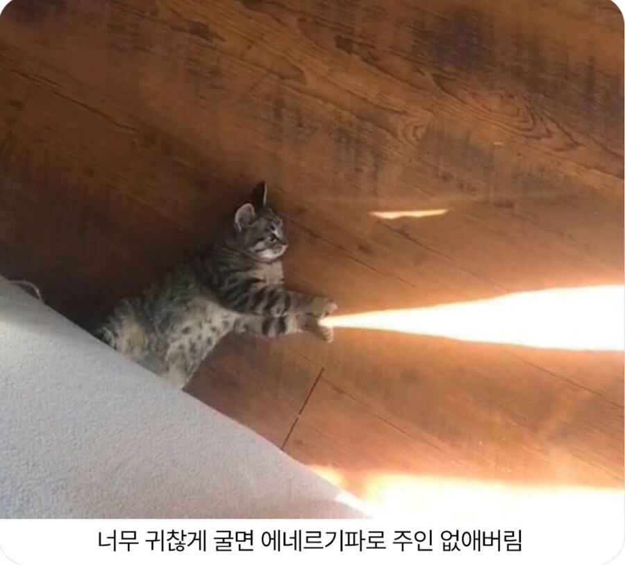 고양이 귀찮게 하면 안 되는 이유.jpg_1.jpg