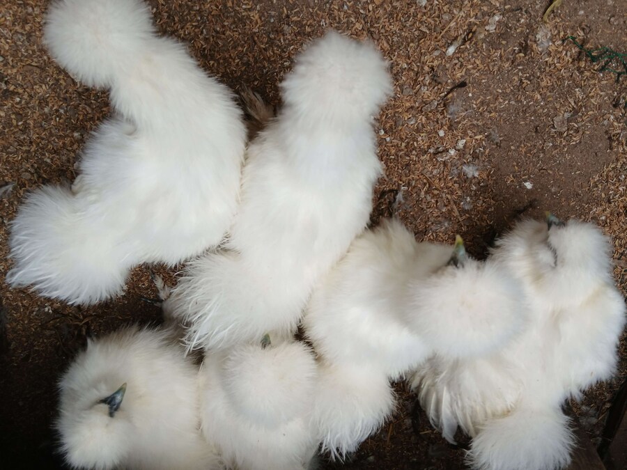 리노아 몰래 올리는 우리집 중병아리들_2.jpg