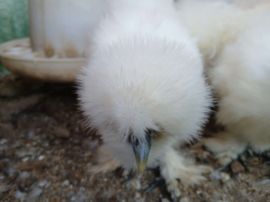 리노아 몰래 올리는 우리집 중병아리들_4.jpg