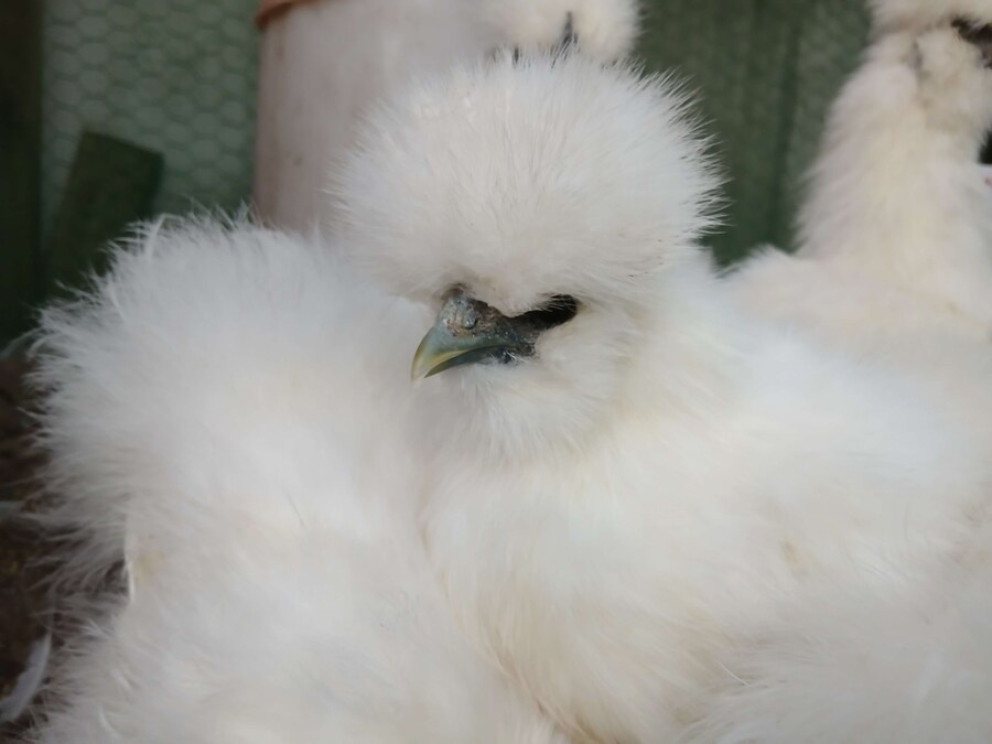 리노아 몰래 올리는 우리집 중병아리들_5.jpg