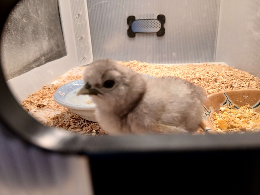 리노아 몰래 올리는 우리집 중병아리들_6.jpg