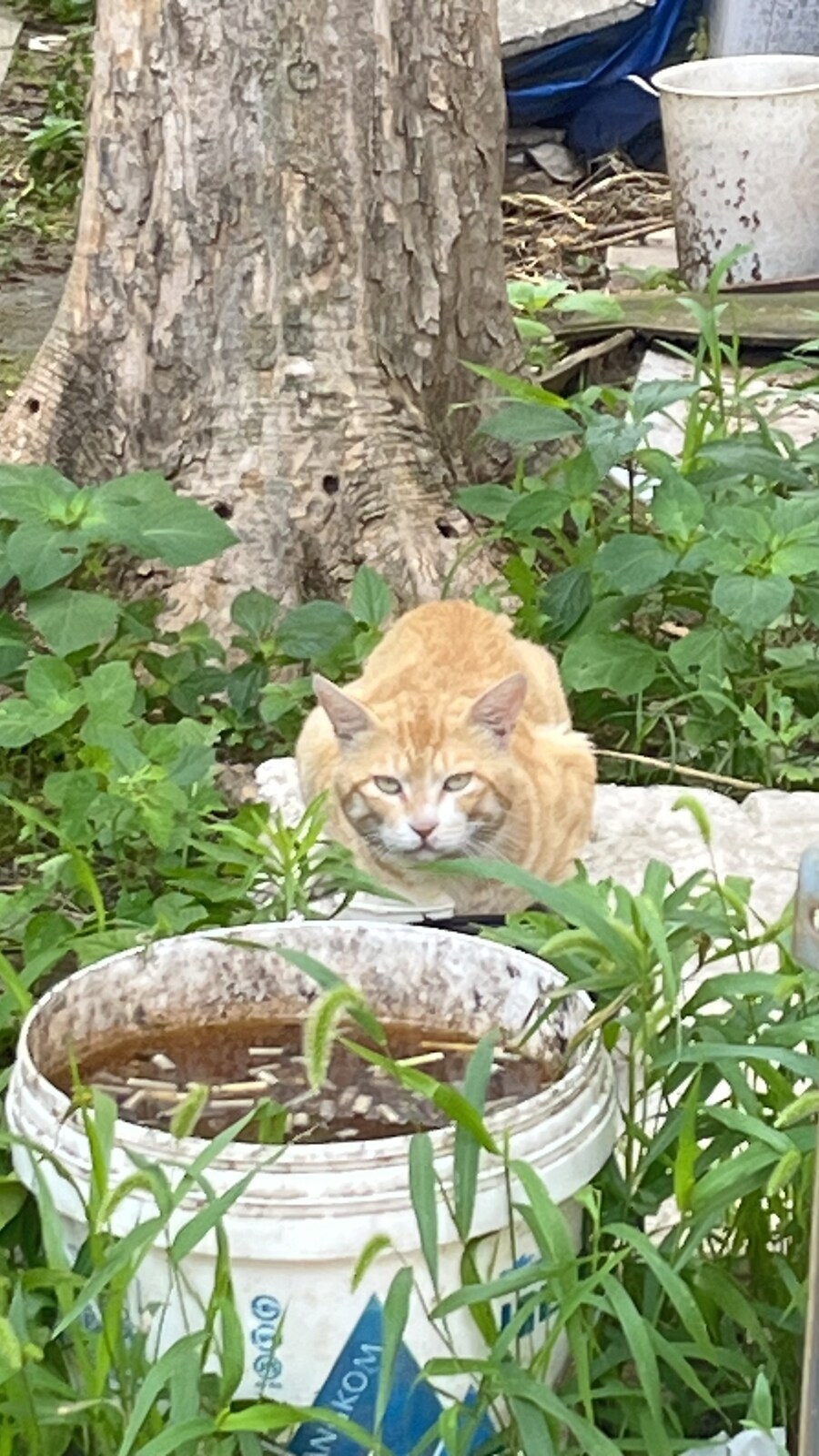 시골 동네 고양이_1.jpg