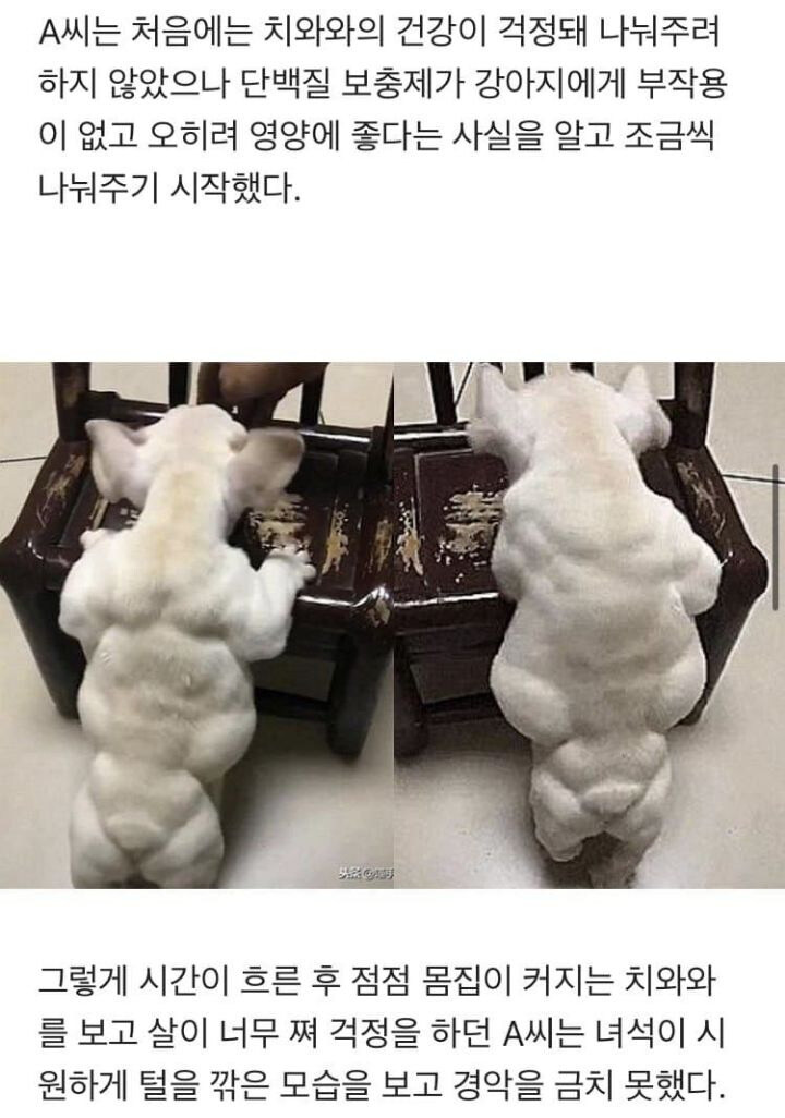 프로틴 먹고 살아온 댕댕이의 모습_2.jpg