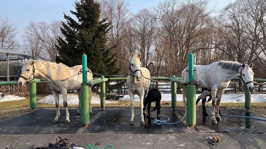 경마) 실버 소닉 근황_1.jpg