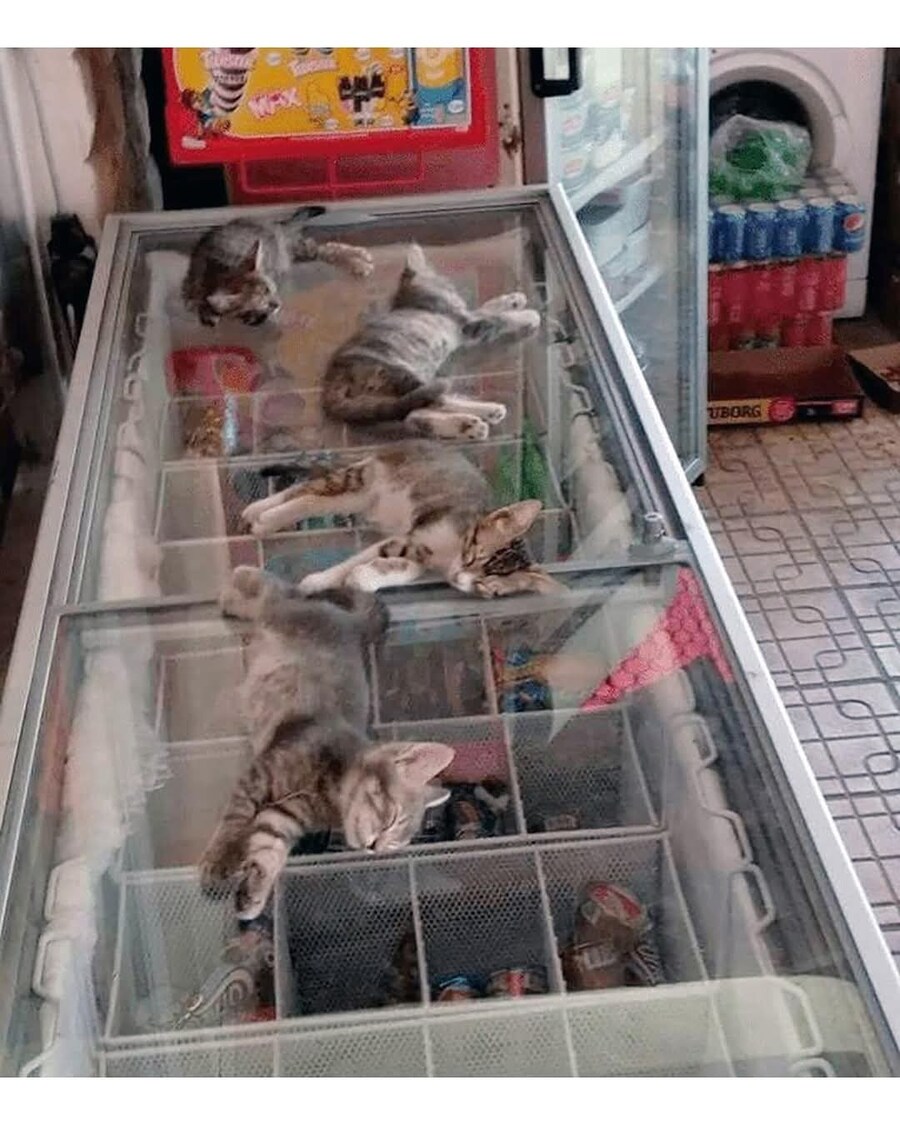 동물들이 폭염을 견디는 방법_3.jpg