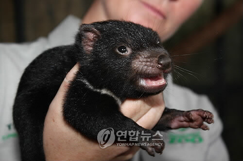 지혼자 북치고 장구쳐서 인간엿맥인 생물_6.jpg