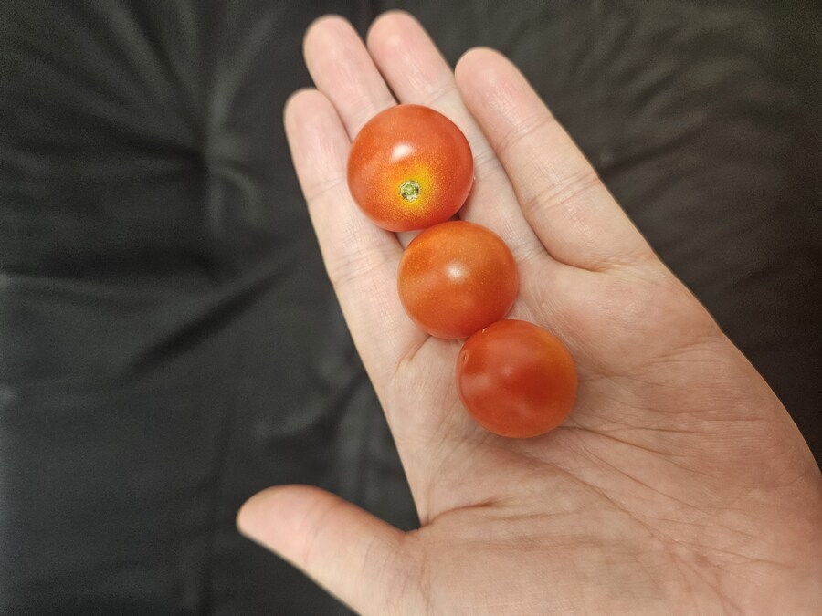 오늘 대박 텃밧 수확 인증_1.jpg