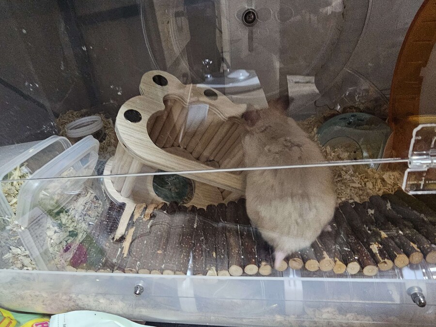 햄스터징징글) 어쩌지.._1.jpg