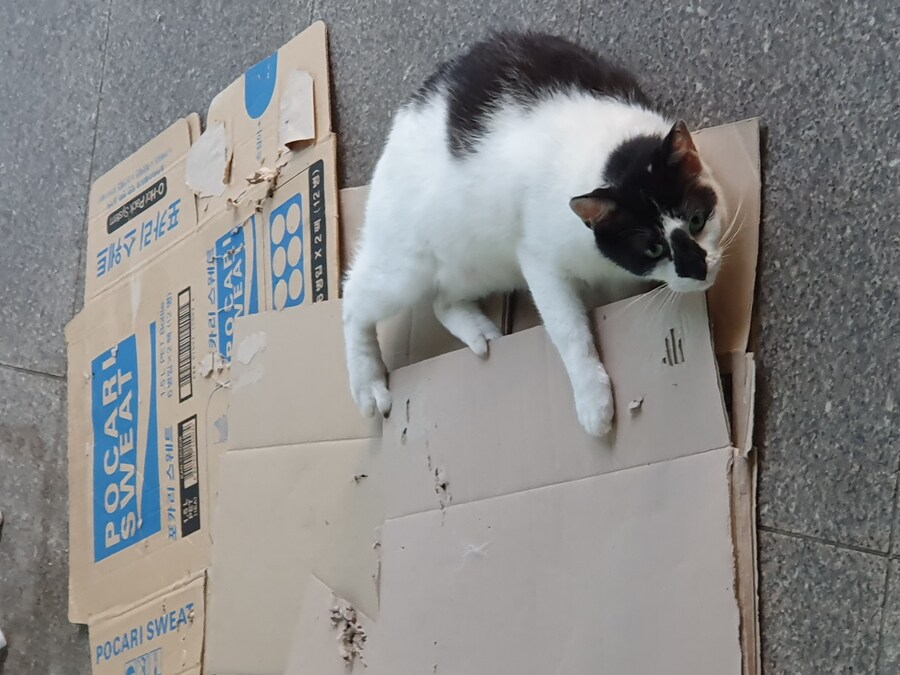 편냥이)생존보고_2.jpg
