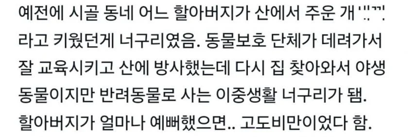 할아버지가 산에서 주워온 개_2.webp