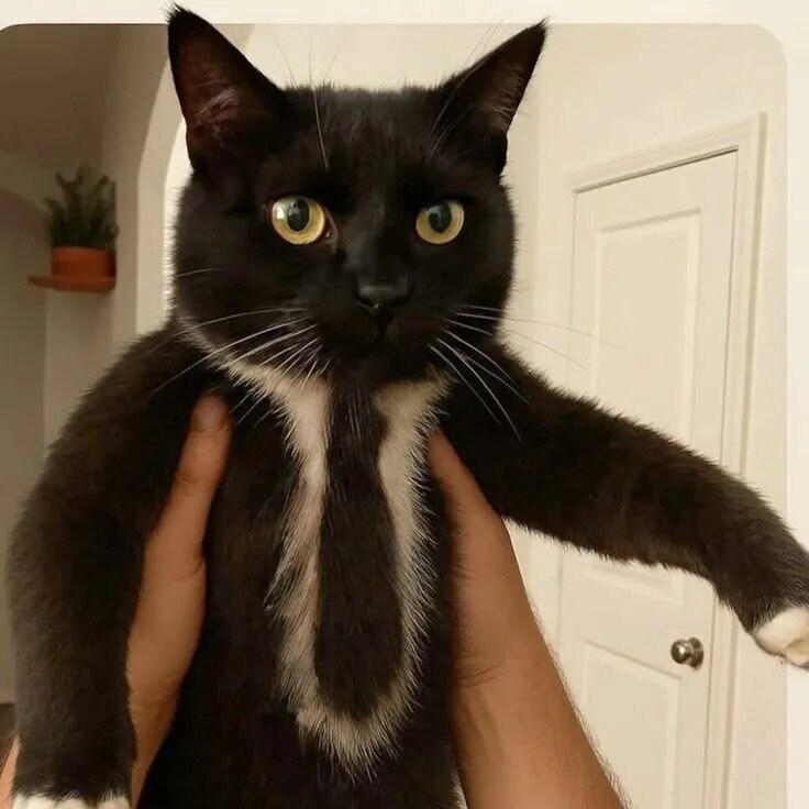 넥타이 고양이.jpg_1.jpg