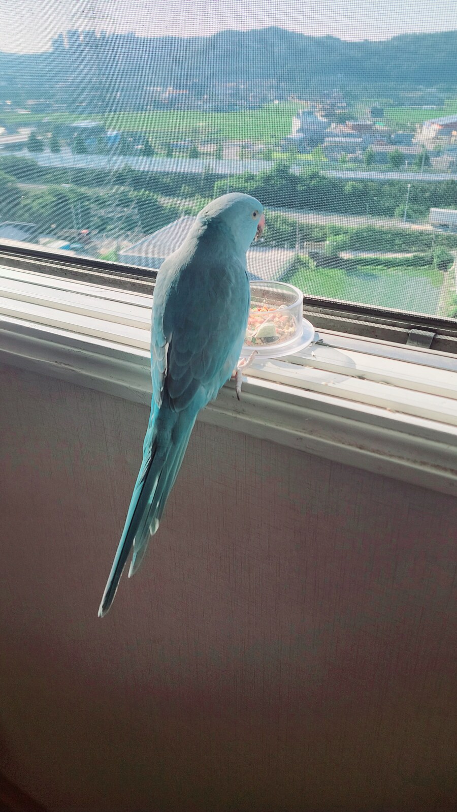 앵무새한테 스위치2테러.. 많은위로 감사합니다_5.jpg