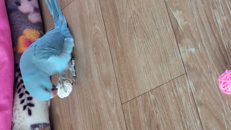 앵무새한테 스위치2테러.. 많은위로 감사합니다_6.jpg