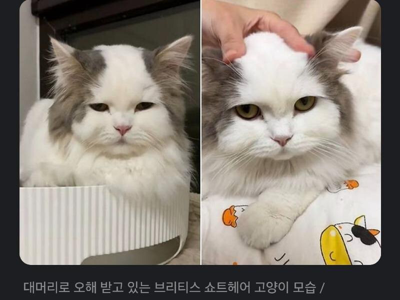 대머리로 오해받는 고양이.jpg_1.jpg