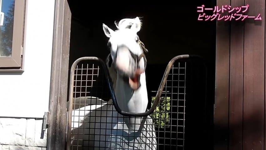 골드쉽이 얼굴 개그를 하는 이유_5.jpg