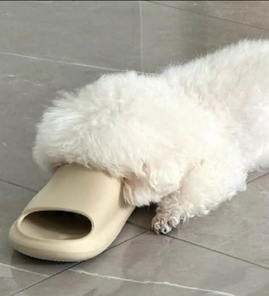 학계에서 조작논란이 많았던 새로 발견된 동물_1.jpg