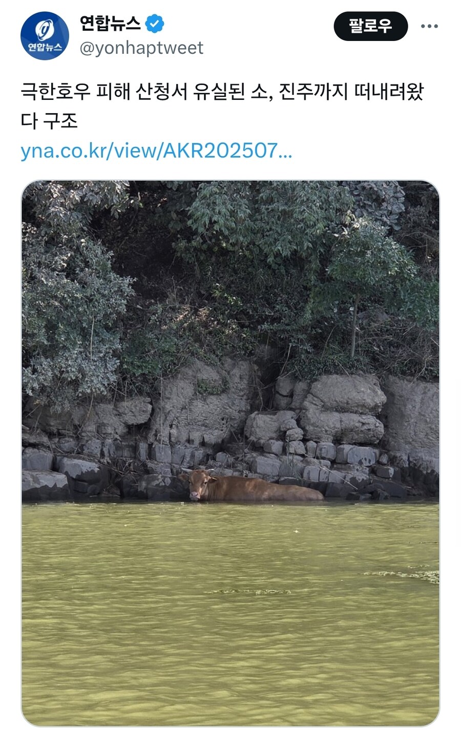 극한호우 피해 산청서 유실된 소, 진주까지 떠내려왔다 구조_1.jpg