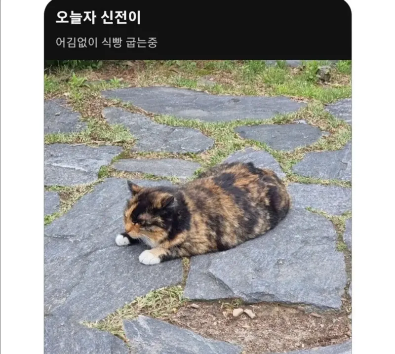 대학생들의 사랑을 받은 길냥이 근황_1.webp