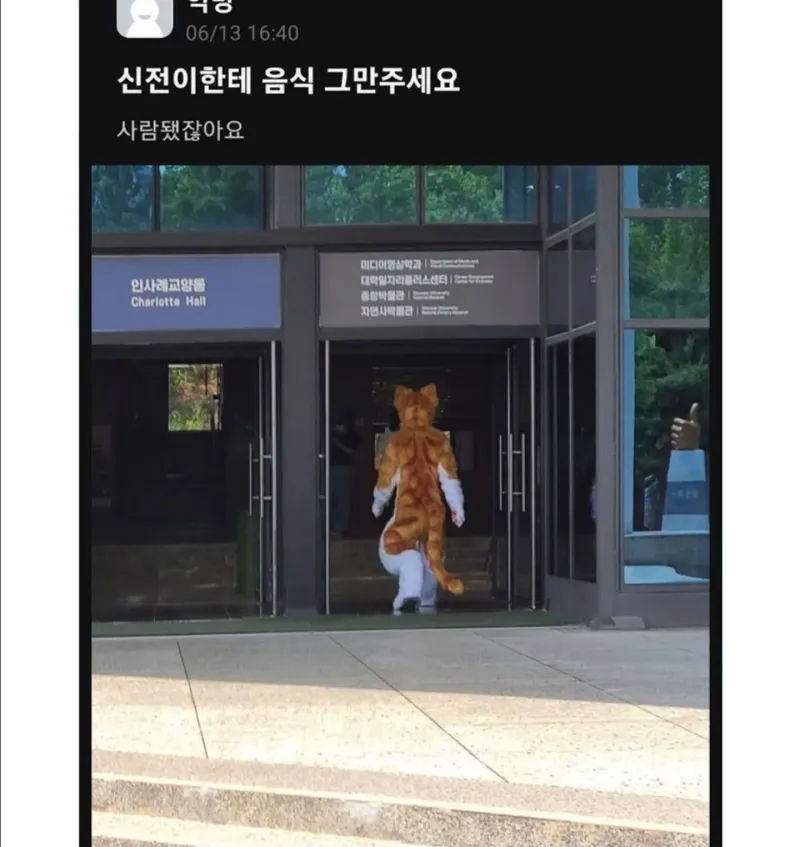 대학생들의 사랑을 받은 길냥이 근황_2.webp